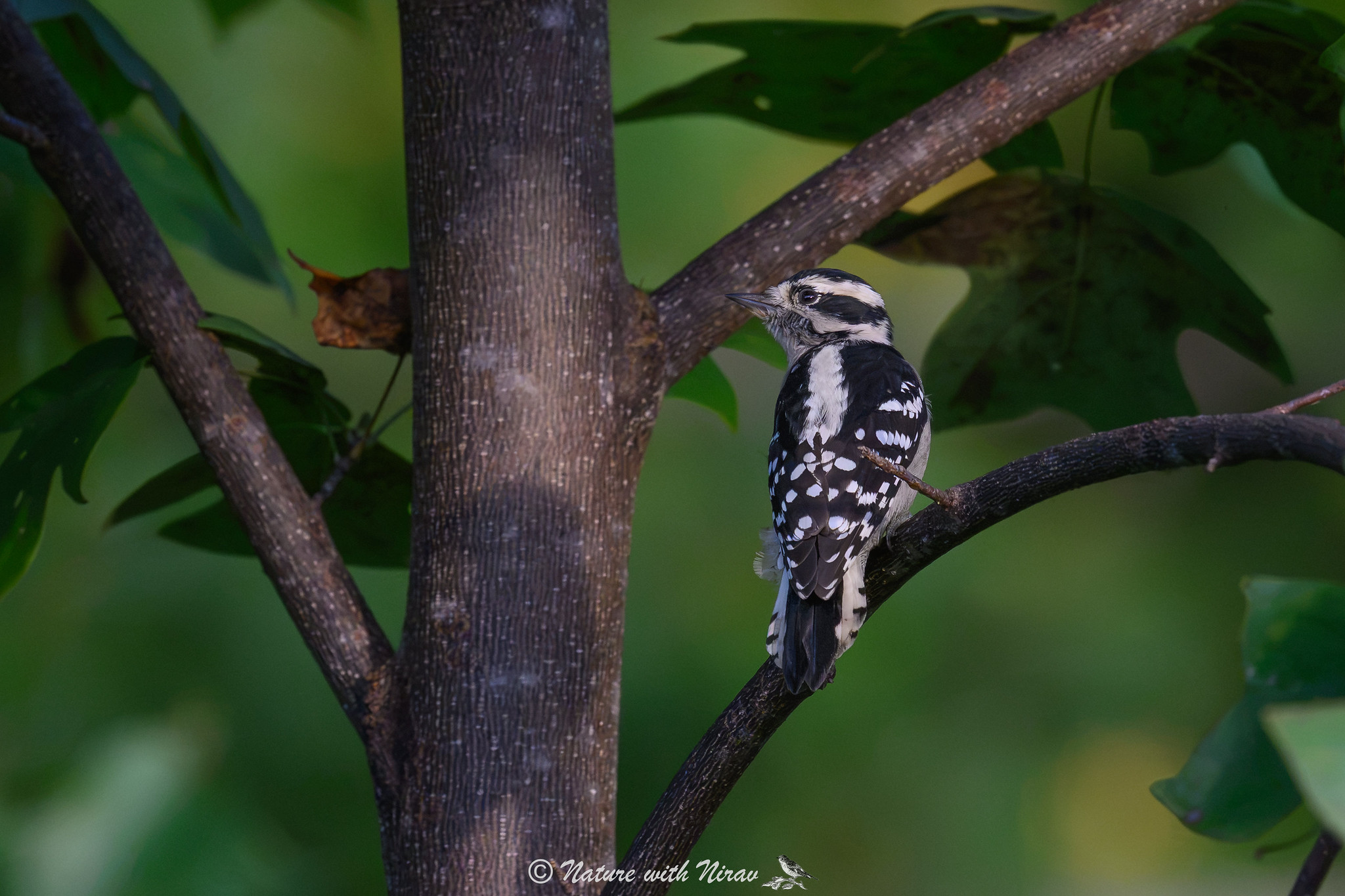 Downy Woodpecker