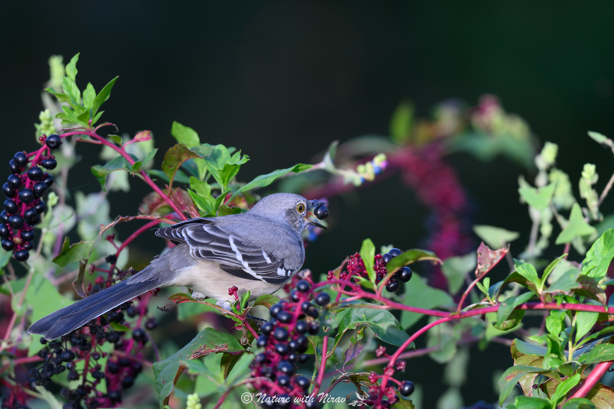 Northern Mockingbird