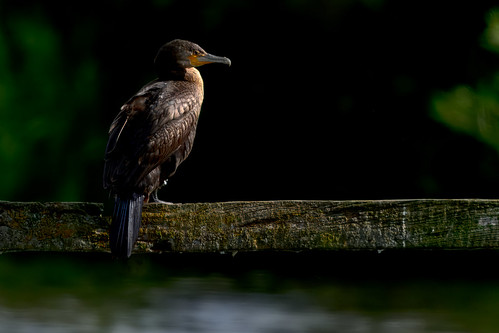 Cormorant