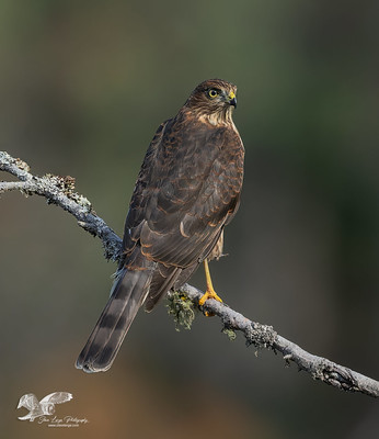 Pygmy Owl Nemesis (Sharp-Shinned Hawk)