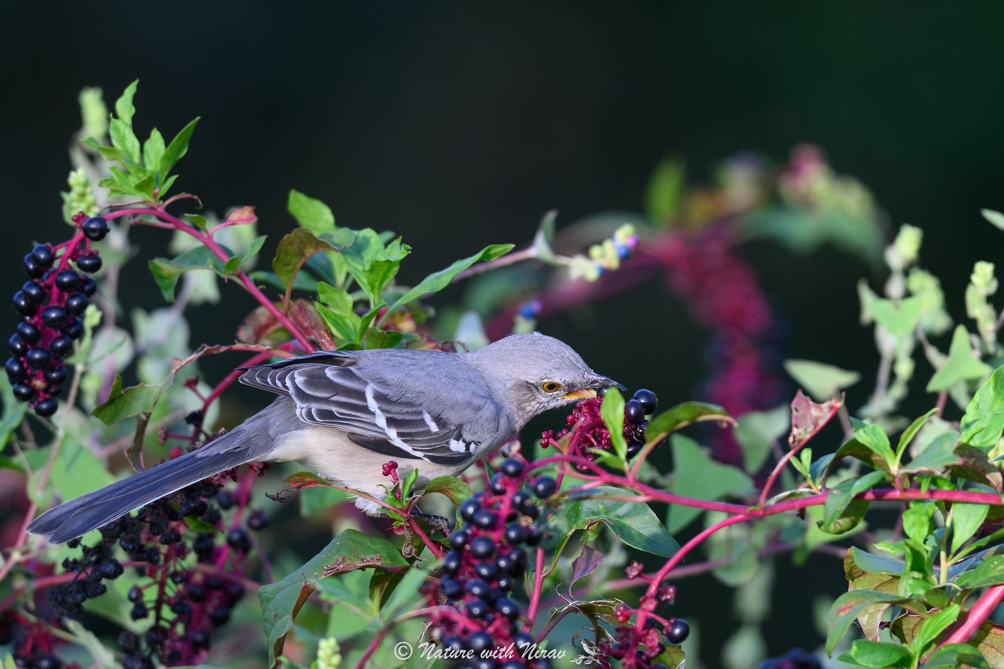 Northern Mockingbird