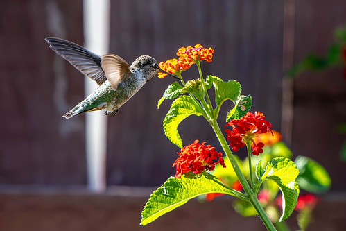 Ruby Throated Hummingbird | by punahou77