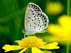 OMD EM1 9.21.2026 butterfly 2