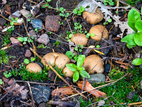Heritage Open Day: common earthballs
