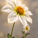 Delicate dahlia’s