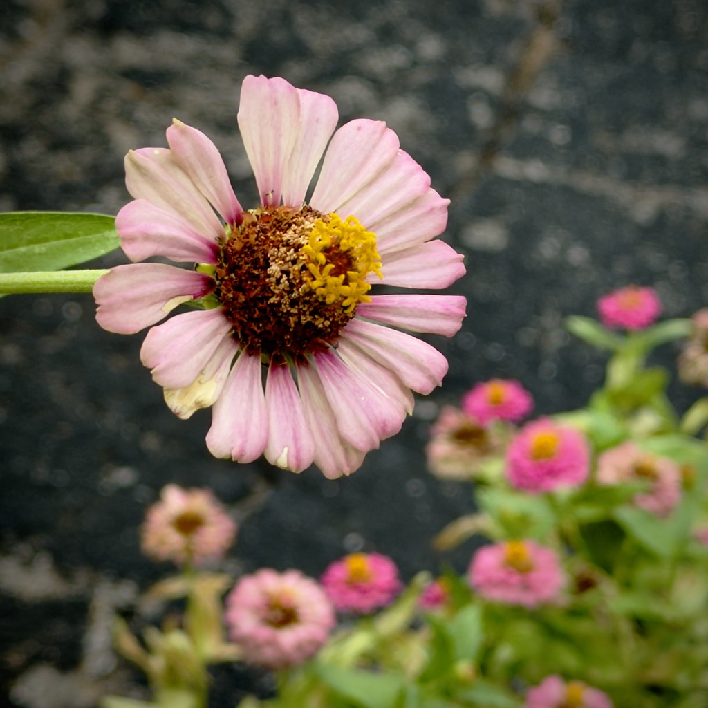 Zinnia surviving the heat