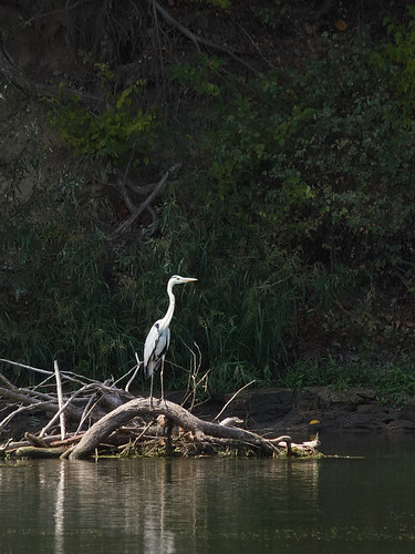 IMG_5733 - Grey heron
