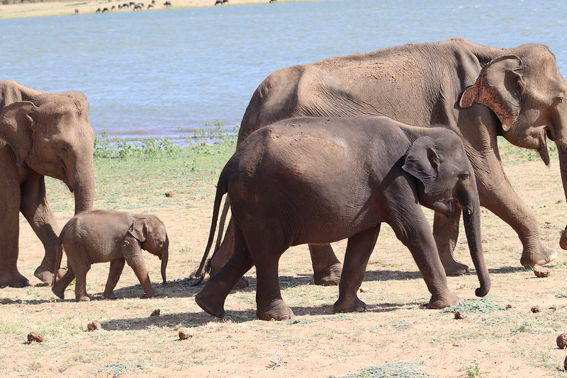 Qué ver en Sri Lanka - los safaris