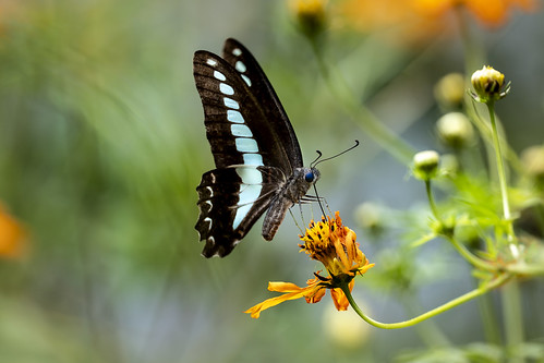 Common Bluebottle