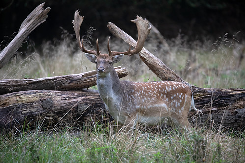 Rutting season @ Kopenhagen 2026