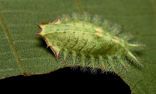 Crowned Slug Moth caterpillar