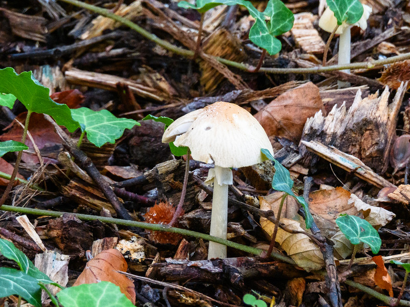 Heritage Open Day: wrinkled fieldcaps