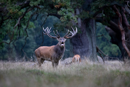 Rutting season @ Kopenhagen 2026