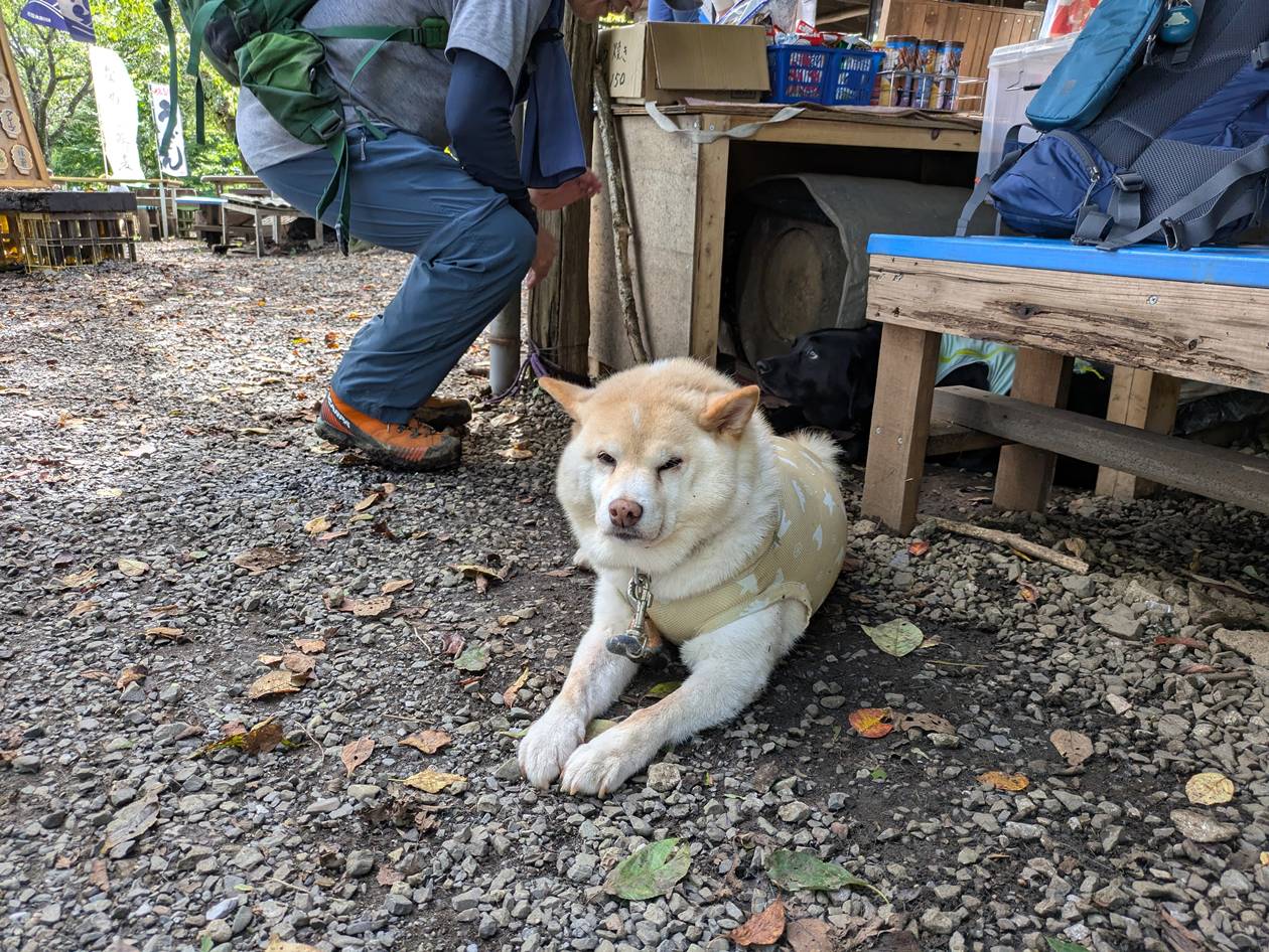小仏城山の看板犬