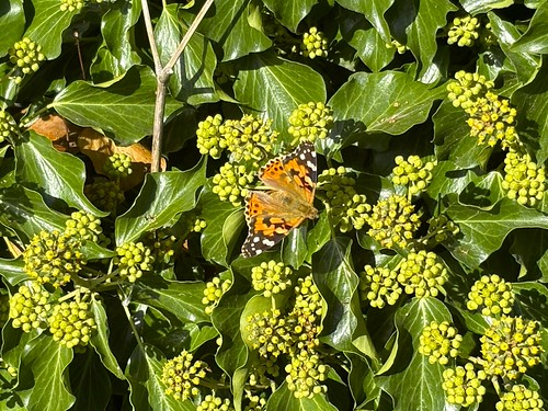 Vanessa cardui