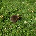 Westeuropäischer Igel (Erinaceus europaeus)