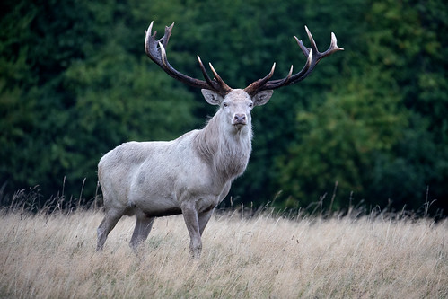 Rutting season @ Kopenhagen 2026