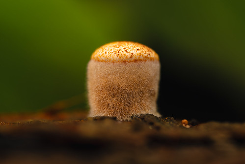 Odd mushroom