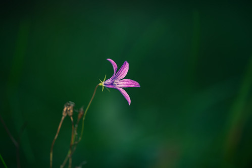Pink & Pretty