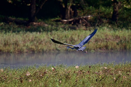 THE GREAT BLUE HERON