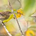 Yellow-rumped warbler