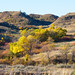 Fall Colors