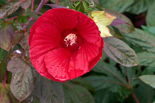 A red hibiscus after the rainf