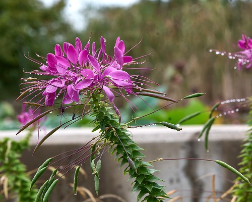 spider flower (Tarenaya hasskerianan)