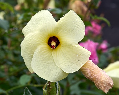 okra flower (Abelmoschus esculentus)