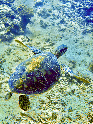 Fiji