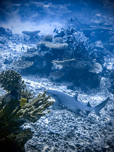 Diving Taveuni Island, Fiji