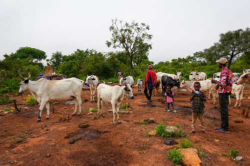 Fulani nomadic tribe, Natitingou