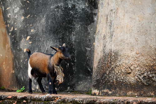 Goat beside the monument