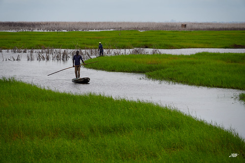 Paddling through the marsh