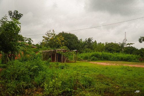 Green roadside in Benin