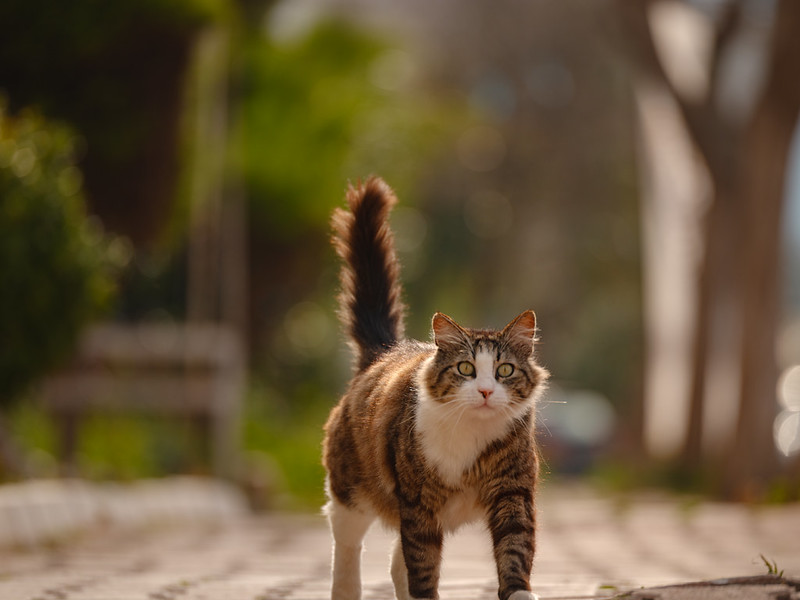 Street cats of Turkey country