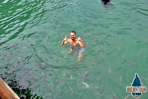 batch_ilha  (230)