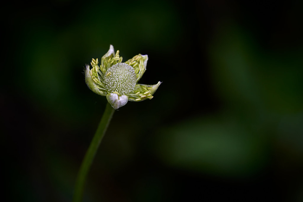 SOLITARY
