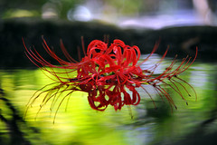 Spider Amarylis
