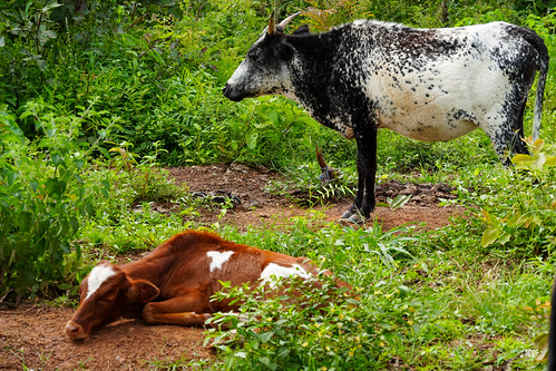 Fulani nomadic tribe, Natitingou