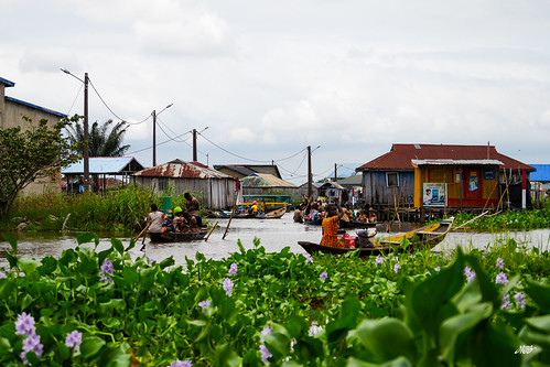 Boats among water hyacinths, Ganvie, Benin