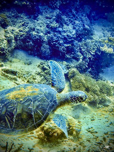 Diving Taveuni Island, Fiji