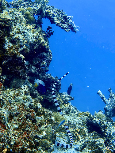 Diving Taveuni Island, Fiji
