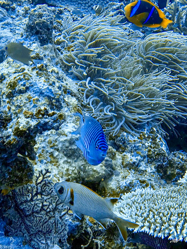 Diving Taveuni Island, Fiji
