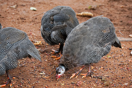 Guinea fowl in Teneka