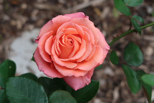 For My Lovely Mum