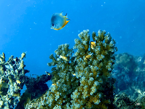 Diving Taveuni Island, Fiji