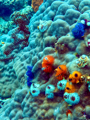 Diving Taveuni Island, Fiji