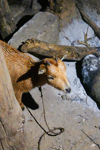 Koutammakou homestead