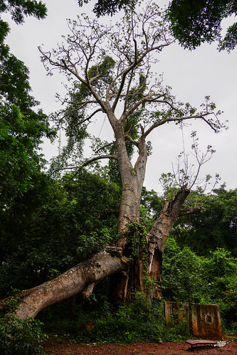 Sacred trees near Abomey